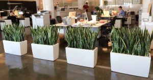 How to Care for Your Office Plant