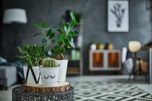 Houseplants for Sale in Middlebury, VT