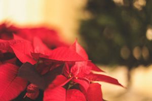 Christmas Poinsettias & Floral Arrangements in Middlebury, VT