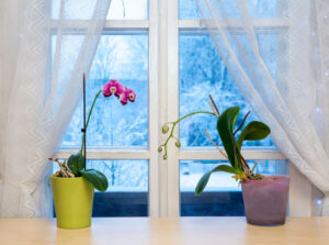 Houseplants & Winter Floral Arrangements in Middlebury, VT